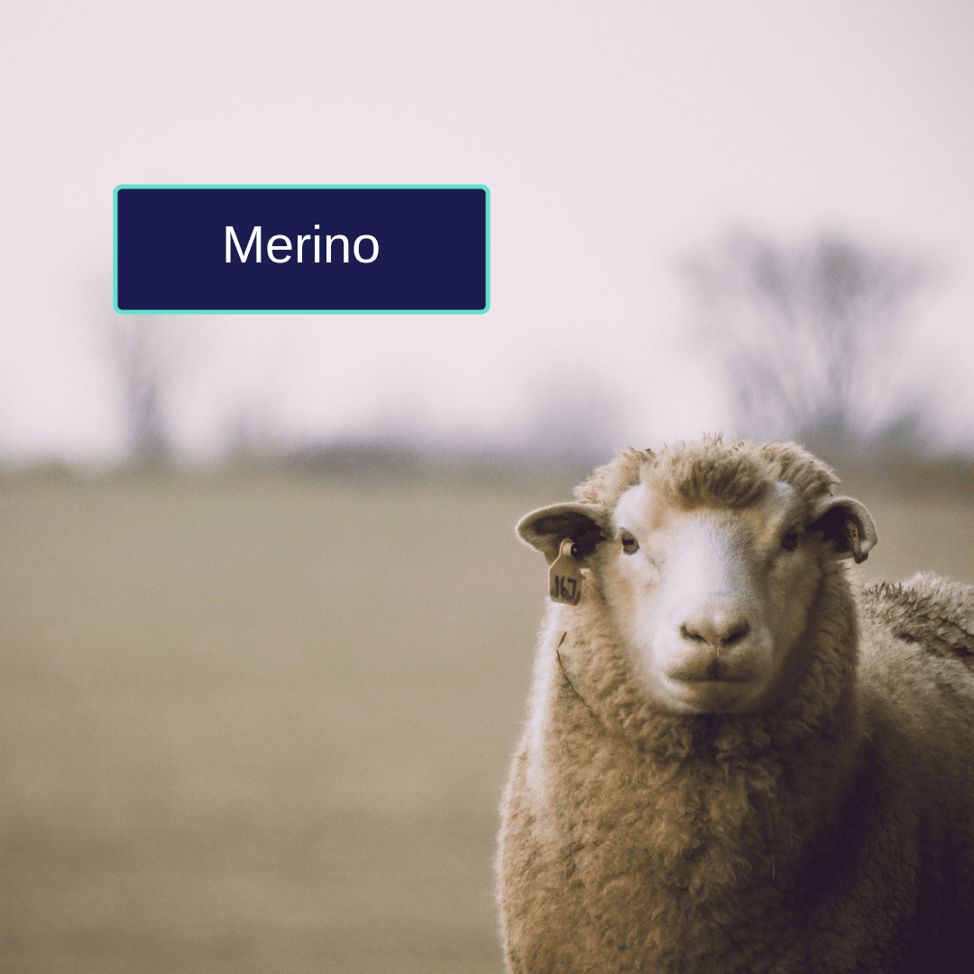 Shop Merino Wool Yarn New Zealand